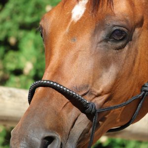 Licol éthologique nylon NORTON Diams – Robustesse et brillance pour le travail à pied