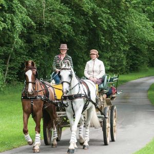 Harnais d&rsquo;attelage en paire Webz – Zilco