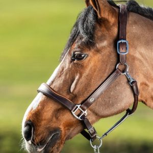 Licol en cuir Bicolore Two-Tone – HFI – Havane